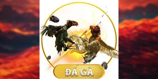 Đá gà Mỹ – Những giống gà nổi tiếng và đặc trưng hàng đầu