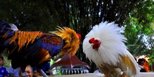 S666 Đá Gà Đỉnh Cao Sảnh Cược Chiến Kê Uy Tín Hàng Đầu