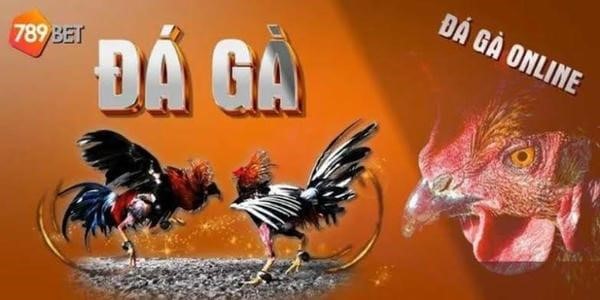 Đá gà 789bet – Ưu đãi hấp dẫn, nhận thưởng lớn khi tham gia cá cược