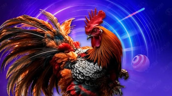 Đá gà 79king – Sân chơi thú vị dành cho người đam mê đá gà trực tuyến